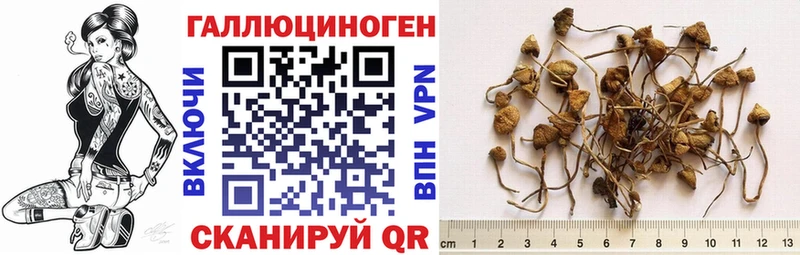 Псилоцибиновые грибы Psilocybine cubensis  Инсар 